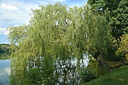 Salix x sepulcralis