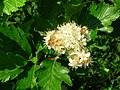 Sorbus arranensis o vleuñviñ en Eglinton Country Park, Irvine.