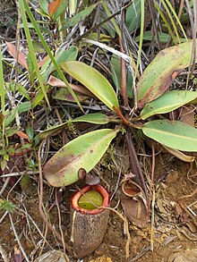 Nepenthes peltata.jpg