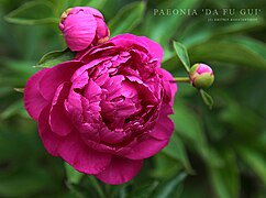 Paeonia lactiflora 'Da Fu Gui', double flowered