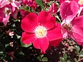 Rosa Candia Meillandécor, Alain Meilland, 2006 (France) MEIboulka