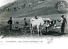 Carte postale en noir et blanc. Deux bœufs tractent une charrue dans une vallée.