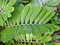 Rudaplaukė zamija (Zamia furfuracea)