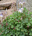 Aquilegia ottonis ssp. amaliae