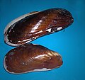 Northern horsemussel