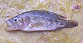 Gangetic leaffish