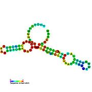 Cyclic di-GMP-I riboswitch: Secondary structure for the riboswitch marked up by sequence conservation. Family RF01051.