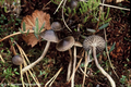 Mycena concolor