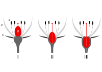 Insertion point: There are three positions of insertion of the ovary at the base of a flower: I superior; II half-inferior; III inferior. The 'insertion point' is where the androecium parts (a), the petals (p), and the sepals (s) all converge and attach to the receptacle (r). (Ovary=gynoecium (g).)