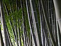 Bamboo grove