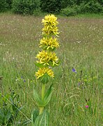 Gențiana galbenă (Gentiana lutea)