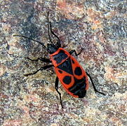 Vaca Domnului (Pyrrhocoris apterus)