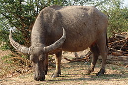 Házi vízibivaly (Bubalus bubalis)