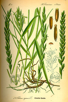 "Echt" Kweg (Elymus repens), tiaknang