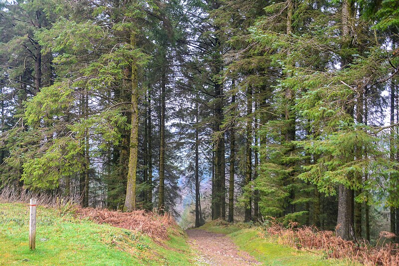 File:Luxborough , Woodland Path - geograph.org.uk - 6365656.jpg