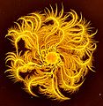 A colony generated by the chiral morphotype bacteria of P. dendritiformis: The colony diameter is 5 cm and the colors indicate the bacterial density (bright yellow for high density). The branches are curly with well-defined handedness.