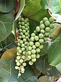 Seagrape (Coccoloba uvifera) fruit at Playa Lucia, Yabucoa, Puerto Rico.