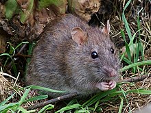 Un rongeur gris-brun aux yeux noirs, vu de face, assis sur les pattes arrières.