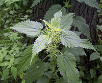 Kopřiva dvoudomá (Urtica dioica)