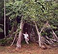 Contreforts du genre Ceiba (Amazonie péruvienne).