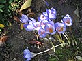 Crocus speciosus