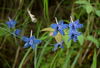 Paljas kukekannus (Delphinium denudatum)