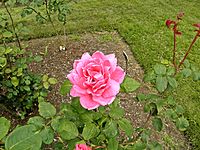 Hybrid Tea 'Capristrano', (Theodore John Morris, 1949) in Bush's Pasture Park