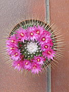 Mammillaria spinosissima cv. un pico