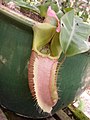 Nepenthes veitchii