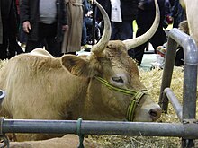 Photographie en couleurs d'une vache.