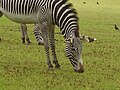 Image 27A zebra grazing at Marwell Zoological Park (from Portal:Hampshire/Selected pictures)