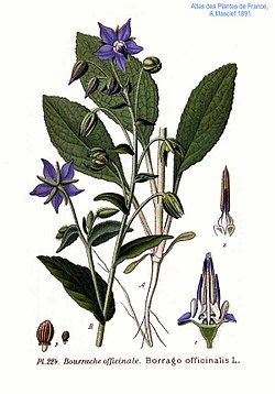 Vaistinė agurklė (Borago officinalis)