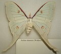 Actias sinensis nőstény