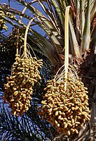 Fruit of the date palm Phoenix dactylifera