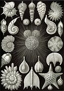 Planche des « Thalamphora » d'Ernst Haeckel (1904).