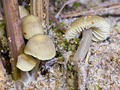 Mycena chlorantha