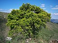 Podocarpus parlatorei