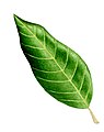 Quercus ilex leaf