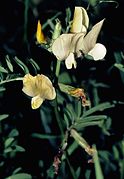 Vicia grandiflora