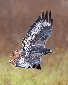 Augurbussard im Flug, Ansicht der oberen Federn