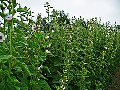 Althaea officinalis 001.JPG