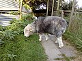 Ancient Herdwick sheep at the ecology centre, England, UK