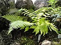 Dryopteris oligodonta