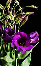 Eustoma of Lisianthus