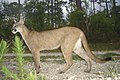 Puma (Florida)