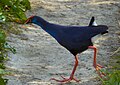 Purple swamphen