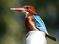 White-throated Kingfisher