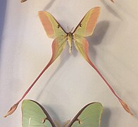 Actias dubernardi