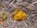 Borassus fruits are large and fleshy, with 1-3 seeds (this is B. aethiopum)