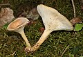 Clitocybe-gibba